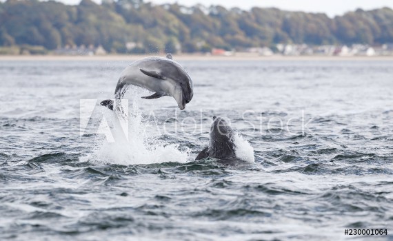 Picture of Wild dolphin in playful mood while hunting for migrating Atlantic Scottish salmon in the Moray Firth in the Scottish Highland